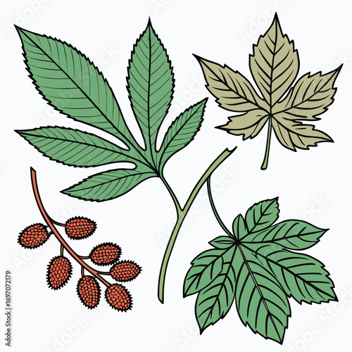 Hand Drawn Castor Bean Plant Leaves and Seed Pods on White Background ricinus communis