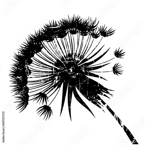 Vector Detailed black dandelion seed head .