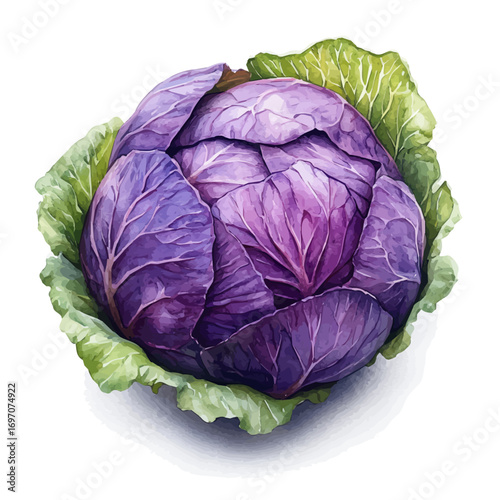 Red Cabbage, watercolor painting vector, isolated on a white background.
