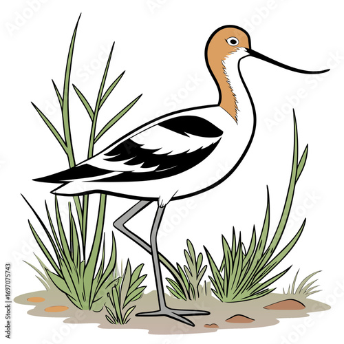 Avocet bird standing in grass, cartoon illustration