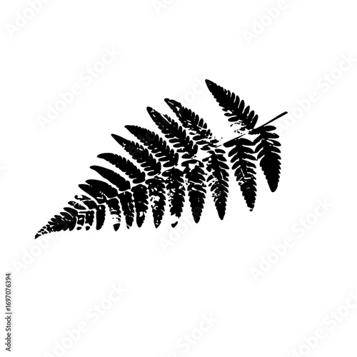 Vector Elegant fern frond showcases natural botanical detail.