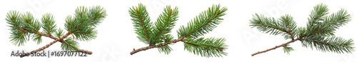 Three fir branches with green needles isolated on transparent background, ideal for adding a natural and festive touch to your creative projects