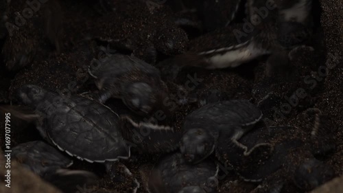 close up of a turtle