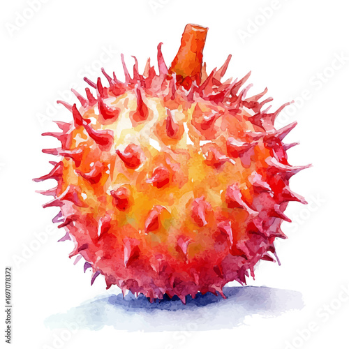 Rambutan, watercolor vector, isolated on a white background.