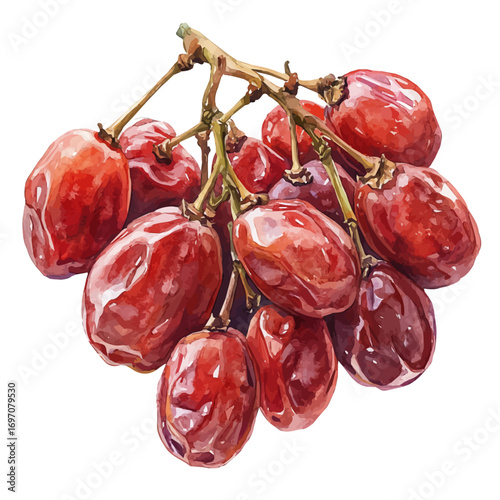 Raisin, watercolor drawing vector, isolated on a white background.