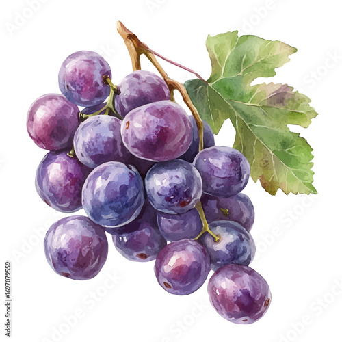 Raisin, watercolor clipart vector, isolated on a white background.