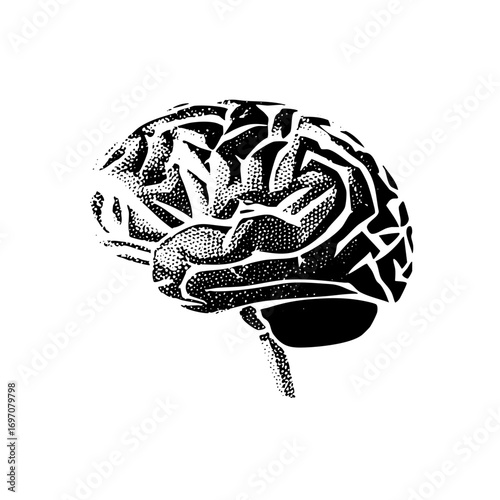 Vector Intricate brain with detailed convolutions and stem.