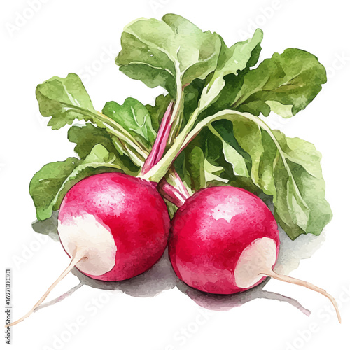 Radish, watercolor illustration vector, isolated on a white background.