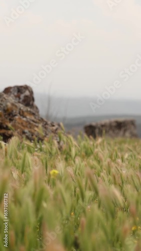 grass