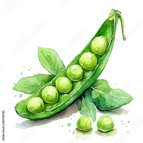 Peas, watercolor drawing vector, isolated on a white background.