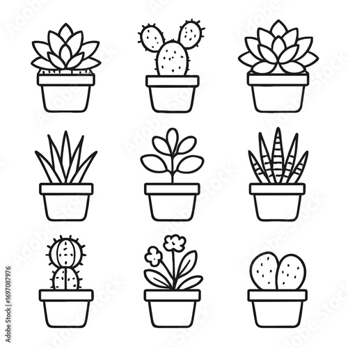 Cacti indoor vector kalanchoe potted plant cactus lithops jade icon moon zebra