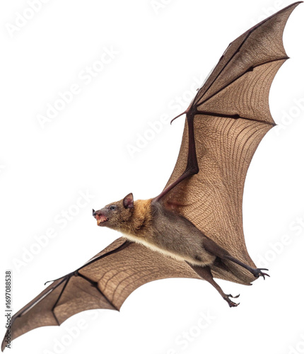 Majestic bat soaring with wings spread wide captures the mystery of nocturnal flight
