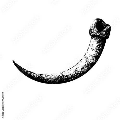 Vector Detailed of a curved predatory claw.