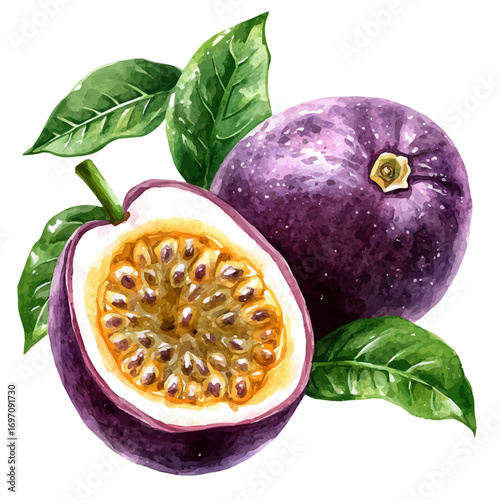 Passion Fruit, watercolor clipart vector, isolated on a white background.