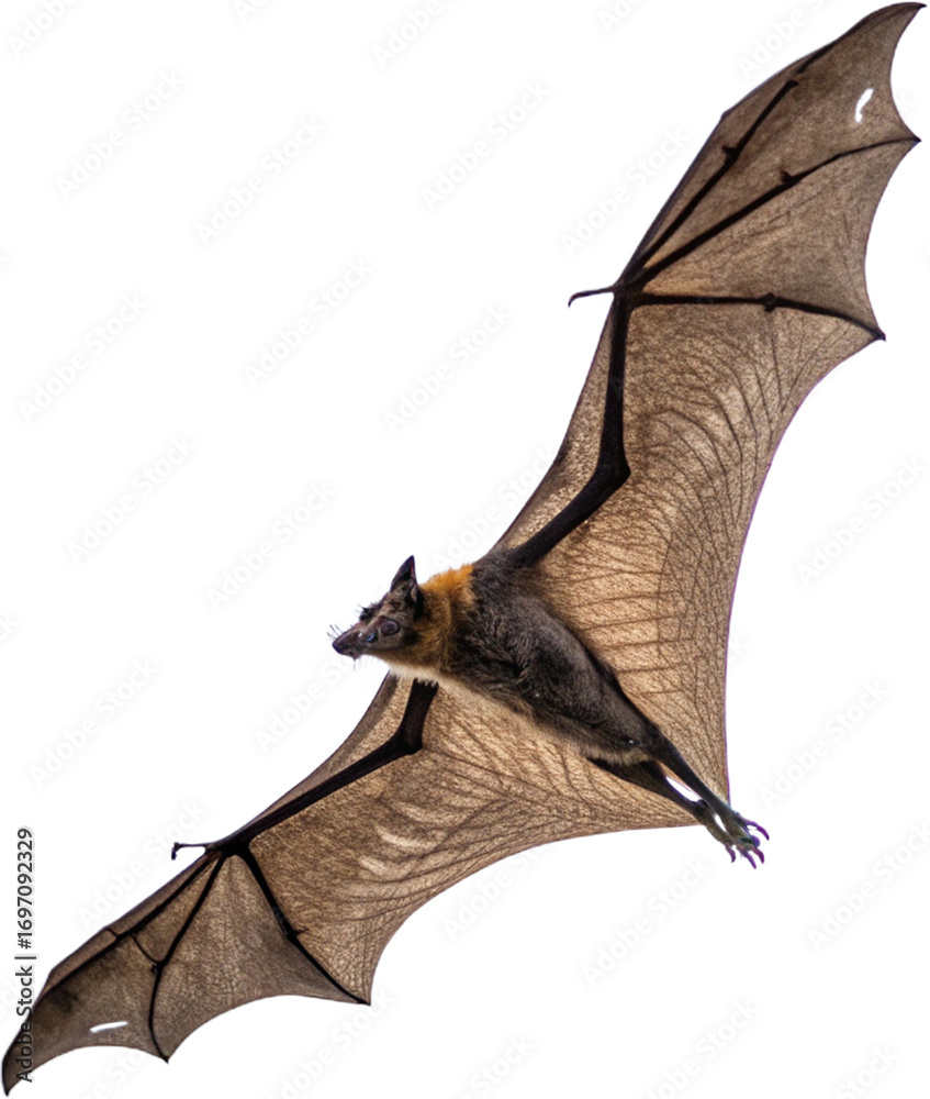 Obraz premium Majestic fruit bat glides gracefully through the night sky with outstretched wings 