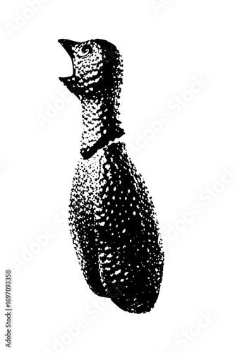 Vector Detailed of a speckled bird with an open beak.