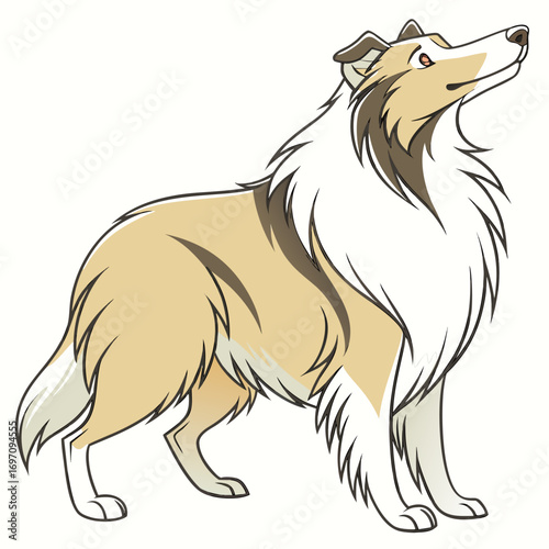 Collie dog looking up
