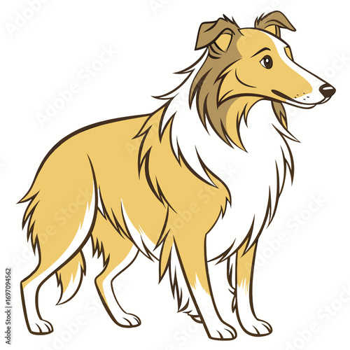 Collie dog standing