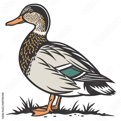 Mallard duck standing in grass