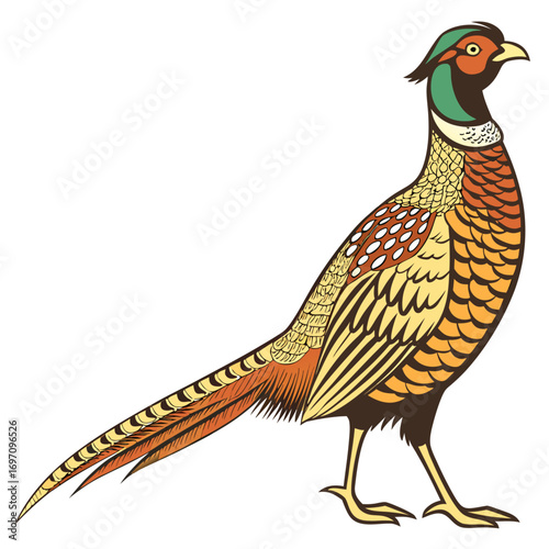 Colorful pheasant bird
