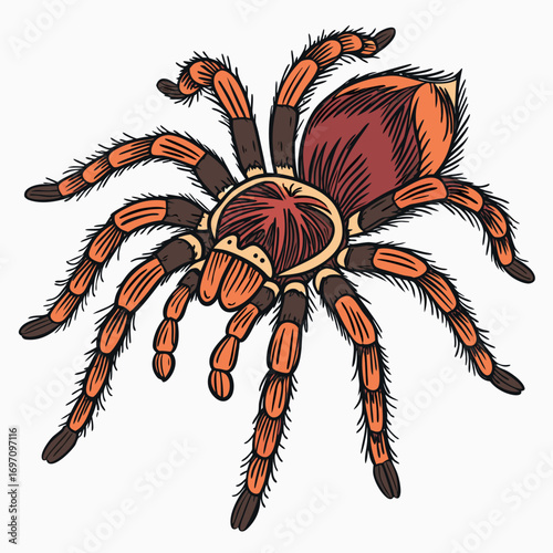 Tarantula spider