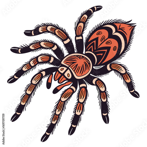 Detailed tarantula spider with orange and black pattern