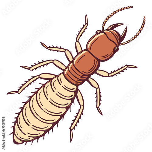Termite insect