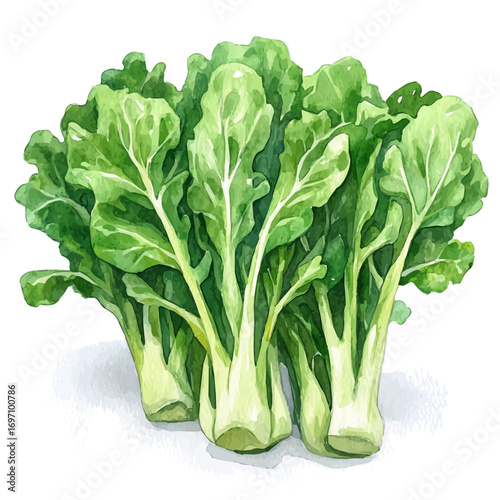 Mustard Greens, watercolor vector, isolated on a white background.