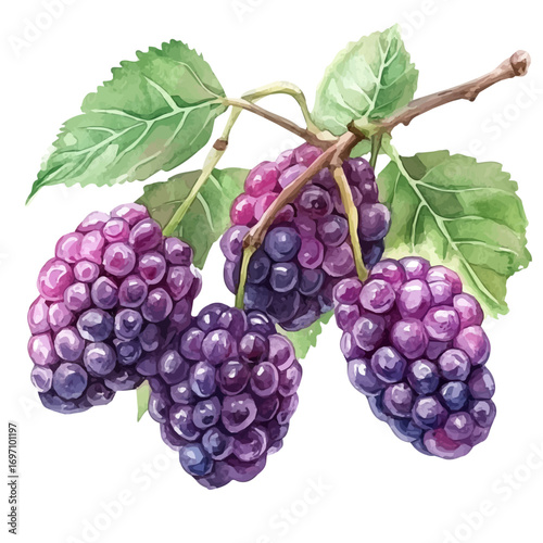 watercolor of Mulberry, vector, isolated on a white background.