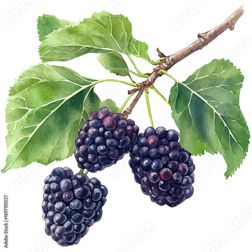watercolor vector of Mulberry, isolated on a white background.