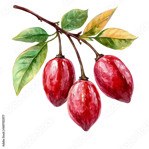 Miracle Fruit, watercolor clipart vector, isolated on a white background.
