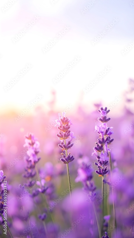 Obraz premium Lavender field at sunset