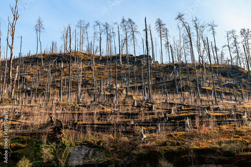 Photos Sunlit forest regrowth in burnt mountain landscape