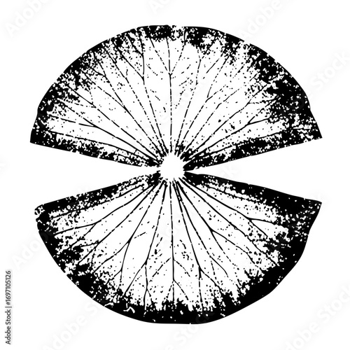 Vector Sliced citrus fruit with radiating lines.