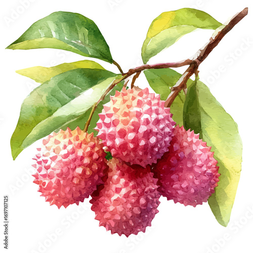 watercolor of Lychee, vector, isolated on a white background.