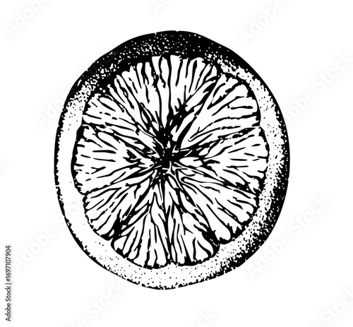 Vector Detailed citrus slice with textured rind.
