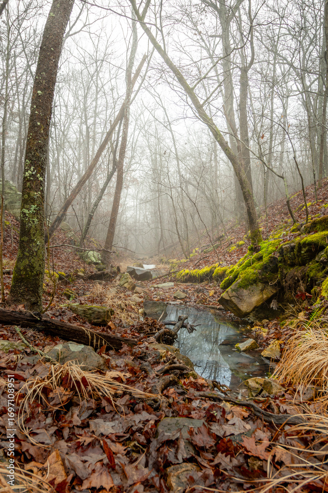 Obraz premium Misty Moss Valley