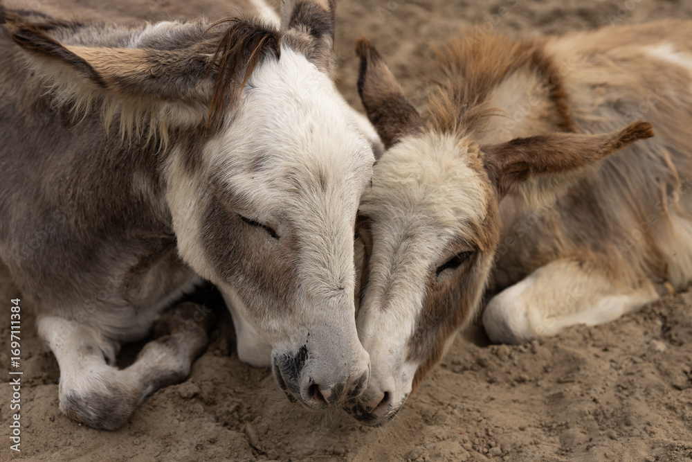 Obraz premium Two cute donkeys resting close together with heads touching on sandy ground. Animal friendship, peaceful farm life, tenderness, rural nature and emotional bond between animals