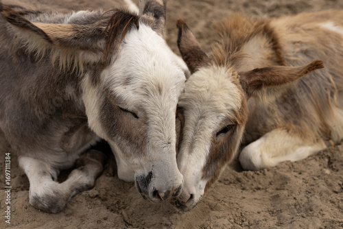 Foto Two cute donkeys resting close together with heads touching on sandy ground