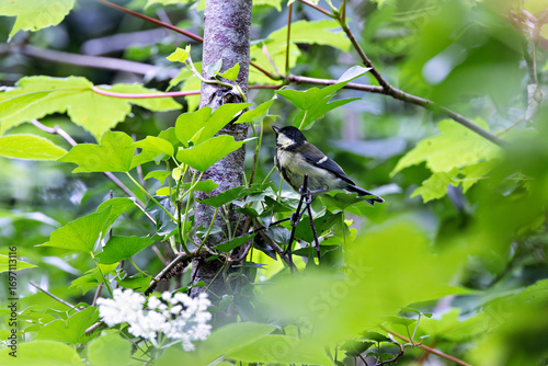 Canvas Print Great Tit (Parus major) commonly found in woodlands and gardens across Europe