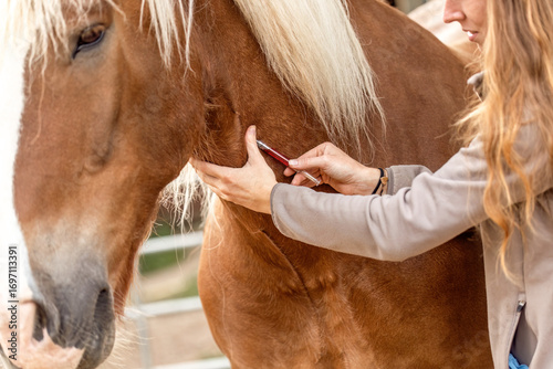 Woman simulating blood draw on South German draft horse