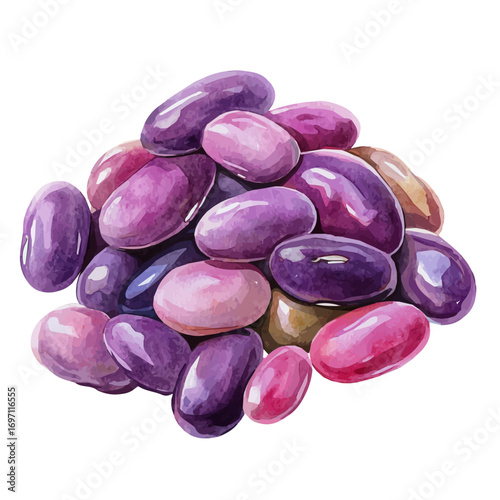 Kidney Beans, watercolor illustration vector, isolated on a white background.