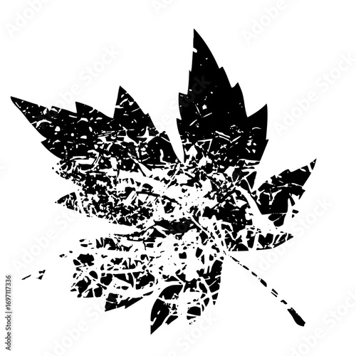 Vector Fragmented maple leaf showcases a distressed botanical .
