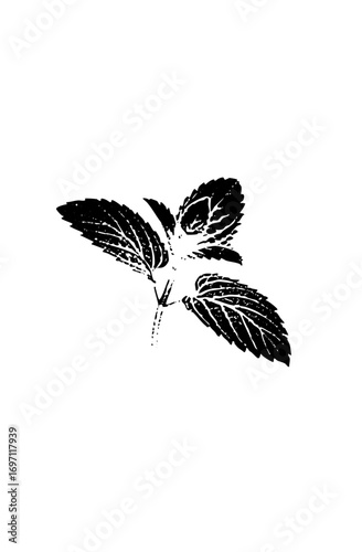 Vector Detailed mint leaf showcases natural botanical elements.