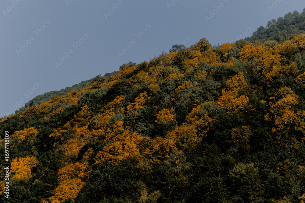Fototapeta premium Dense forest in the Caucasus region with a mix of green and vibrant orange foliage. The landscape showcases the beauty of autumn in mountainous terrain.