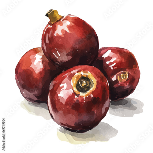 watercolor of Jujube, vector, isolated on a white background.
