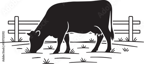 angus cow grazing.