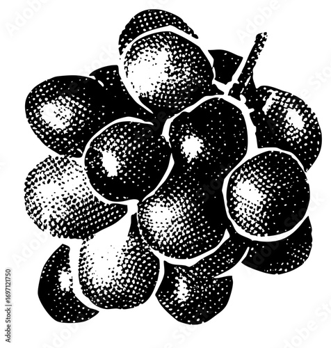 Vector Detailed of a cluster of dark grapes.