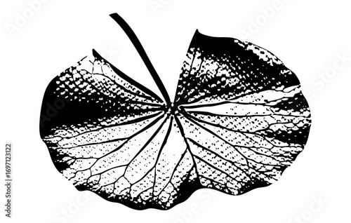 Vector Detailed aspen leaf with intricate vein .