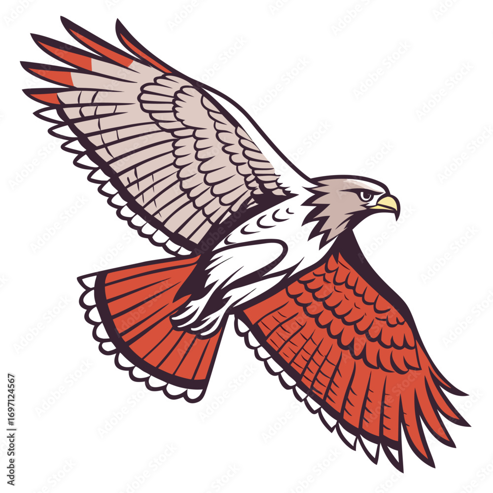 Obraz premium red-tailed-hawk---colour-design-on-white-backgroun